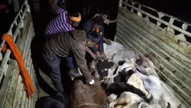 थाना सूरजपुर क्षेत्र में करंट लगने से एक गाय की मौत हो गई। इस घटना से आहत हिंदू संगठनों के कार्यकर्ताओं ने जमकर हंगामा काटा।